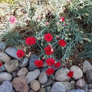 Meet your Posher, Tan